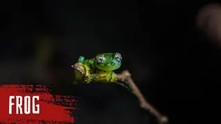 FROG VIDEOS WITH MUSIC WILDLIFE ll Epic Fail ll