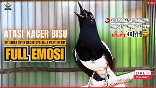 MASTERAN BURUNG 🔴SUARA KACER GACOR NGEPLONG BIKIN KACER LAWAN IKUT GACOR EMOSI - 🔴LIVE 24/7 🔴