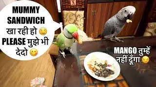 मुझे भी Sandwich 🥪 खानी है 🦜🙄बोलने वाला तोता 🦜 Talking Parrot 🦜