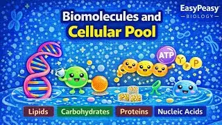 Biomolecules And Cellular Pool