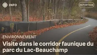 Visite dans le corridor faunique du parc du Lac-Beauchamp