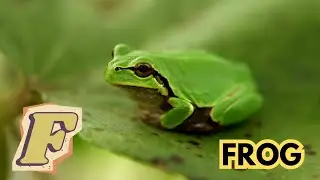 Learn ABC River Animals Song, Learn Alphabet Song , English and Animals for kids. #abcd #alphabet