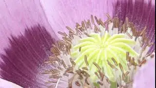 Garden Poppy -  Draums&oacute;l - Valm&uacute;ar - Sumarbl&oacute;m
