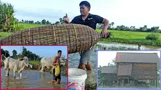 The Simple Life Of Cambodian At Countryside - Farm, Animals Care, Gardening and Fishing For Living