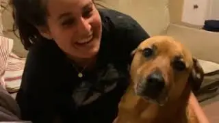 Dog begging for attention.