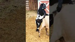 Разведение мини-коз: малышам нужна подставка-стремянка