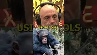Have chimps entered the Stone Age?