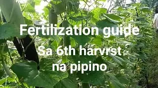 Paano mag abono mg pipino? Naka 6 pitas na