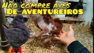 Atualizando a criação de POMBAS KING conversa de criador de pombos King
