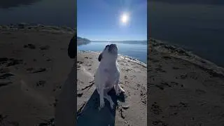 Ледяное приключение Сэди на озере Беар-Лейк #мопс #щенок #собака