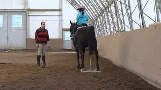 The horse had to use the bathroom