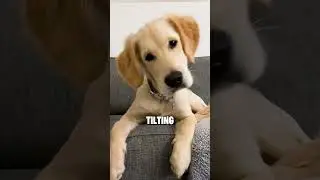 НАКЛОН ГОЛОВЫ 😨