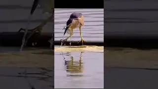 Crane Fishing Techniques  #birds #fishing #crane
