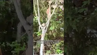 It’s me little Squirrel 👋 wanna know about me must listen #viral #fypシ #shortsvideo  #nature  #wilds