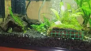 Aquaclear filter with sponge pre-filter