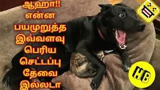Funny Dog Scared Compilation |  நாய பயமுறுத்திப் பார்க்கிறதுல என்ன ஒரு சந்தோஷம்