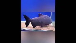 fish world carnival rohtak # fishes# mela rohtak # trade fair rohtak # mela #rohtak# ITI ground