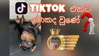 අපිට වෙච්ච දෙයක් 🥴දුක හිතෙන දවසක් ☹️😪Dog diaries Sri Lanka 💕
