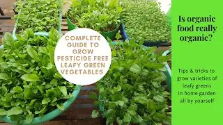 How to grow pesticide free leafy green vegetables for beginners | organic home gardening