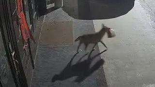 Who&rsquo;s Responsible? A Professional Thief Just Stole My Dinner!