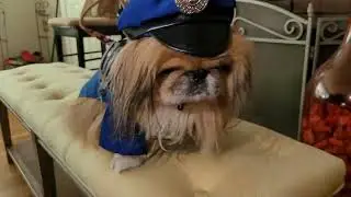 Sir Phart Ahlot - Bugsy the Pekingese