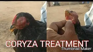 కొరైజా సమస్య కు పరిష్కారం CORYZA TREATMENT
