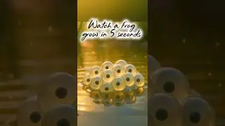 Amazing Frog Transformation in 5 Seconds 🐸✨ #frog #lifecycle