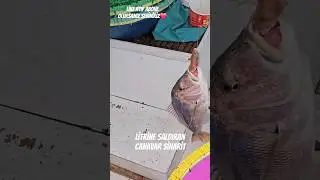 litrine saldiran sinarit #&ccedil;anakkale #istanbul #boat#sinarit #bozcaada #fishing #balık  #mercan #bmw