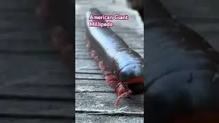 MILPIES Gigante Americano
