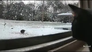 KITTY tv#birdingparadise #funny #catlovers #finches #catmom #youtubeshorts #cat #fypシ #birdwatching 
