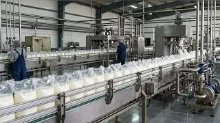 From Farm to Carton: The Complete Milk Production Process