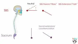 SBS and Sacral Flexion and Extension
