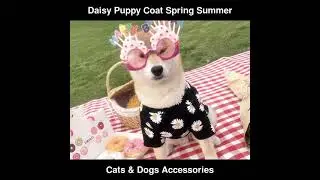 Daisy Puppy Coat Spring Summer Travelling Outfit T Shirt Pet Dog Clothes | Cats & Dogs Accessories