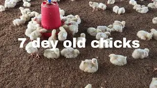 7 day old chicks | 7 day broiler chicks