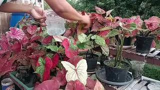 Cara merawat tanaman keladi