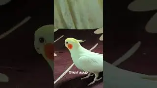 cockatiel bird😮 #birdsaviary