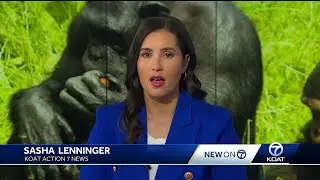 Alamogordo chimps move to Chimp Haven