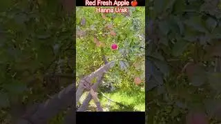 Red Fresh Apples Hanna Urak #travel #lifeisbutadream #automobile #vlog
