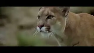 El Oso Y El Puma reflexión