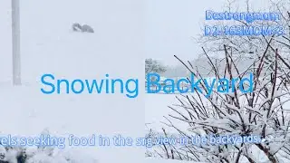 Squirrels seeking food in beautiful snowing backyard. Life video recording.