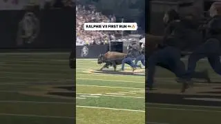 Ralphie VII's First Run 🦬🔥