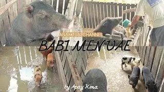 Penternak Babi Menua Sarawak | Hasil Ternakan Kampung di Borneo