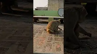 Wild monkeys for food. #shorts #monkeyshoot #sweetmonkeys #groupmonkeys #groupeating #bandar #animal