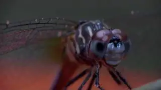 dragonfly rain