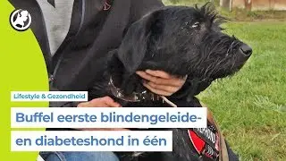 Hulphond Buffel van alle markten thuis