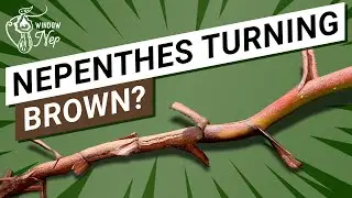 💀  Why Is Your Nepenthes Turning Brown? (it's probably nothing but you better be sure!)