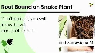 Root Bound on Snake Plant