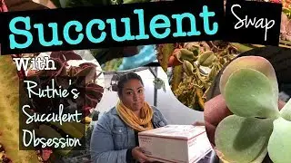 Succulent Swap with Ruthie's Succulent Obsession!
