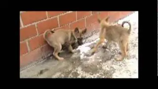 Mechelse herderpups