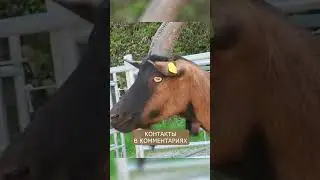 Лучшая молочная порода коз - Альпийская!